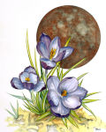 Crocus Moon