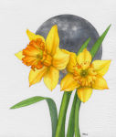 Daffodil Blue Moon