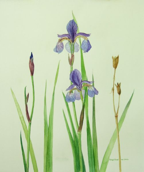 Iris Life Stages