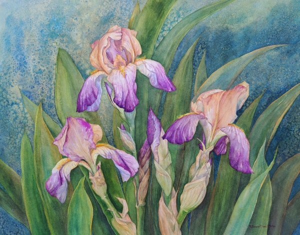 Irises Lament