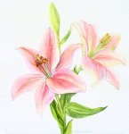 Lillium