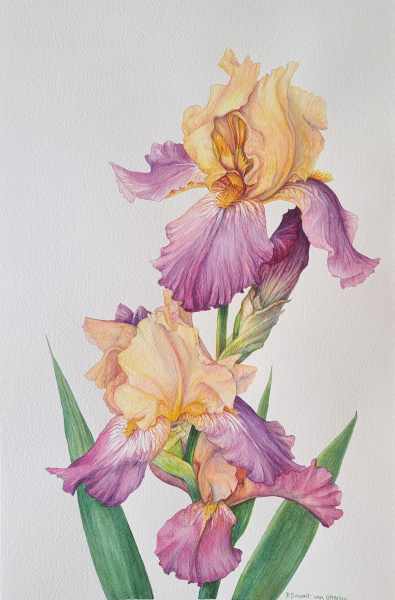 Messenger to the Gods (Bearded Iris)