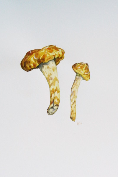 Mushroom Study