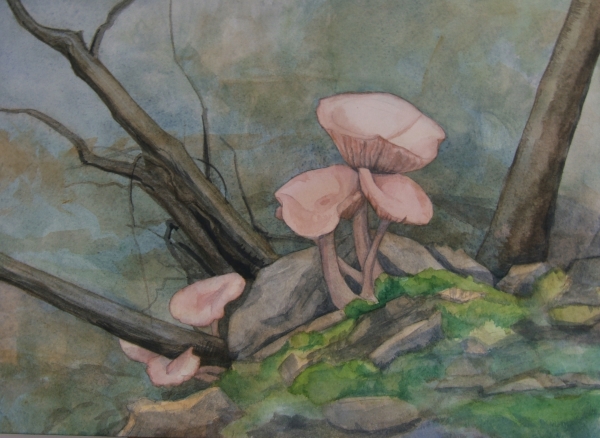 Mushrooms along the Trail