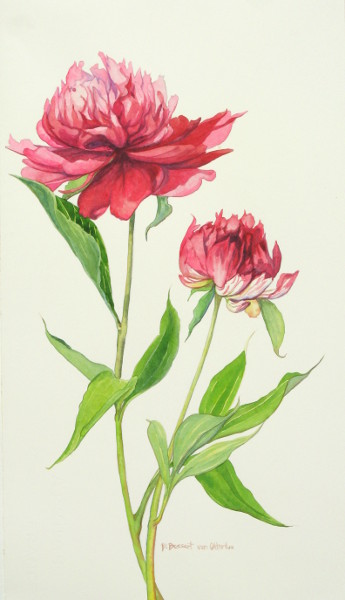 Peonies