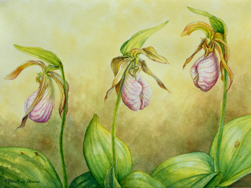 Pink Lady Slippers