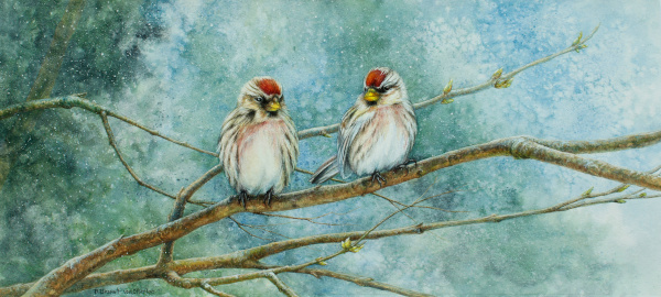 Redpolls in Winter