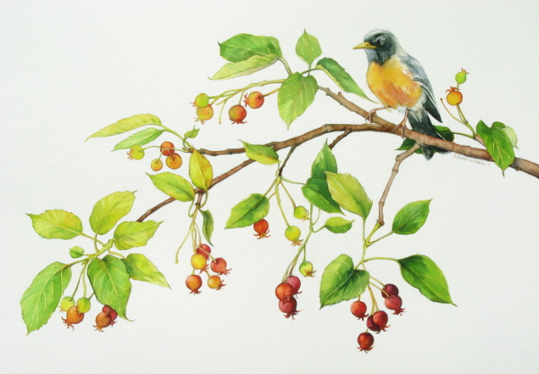 Robin and Service Berry