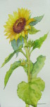 Single Sunflower