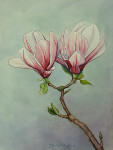 Study for Magnolia Couple