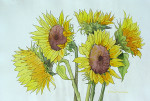 Sunflowers