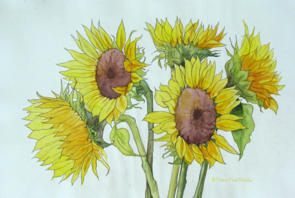 Sunflowers