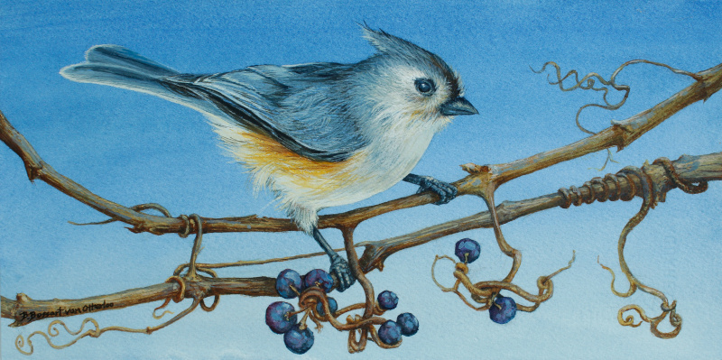 Tufted Titmouse on Wild Grape Vines