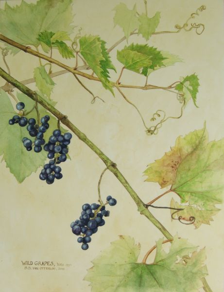 Wild Grapes